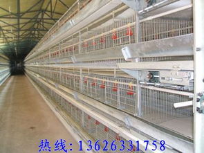 雞籠廠選購指南 價格、樣式與工程機械設備研發趨勢